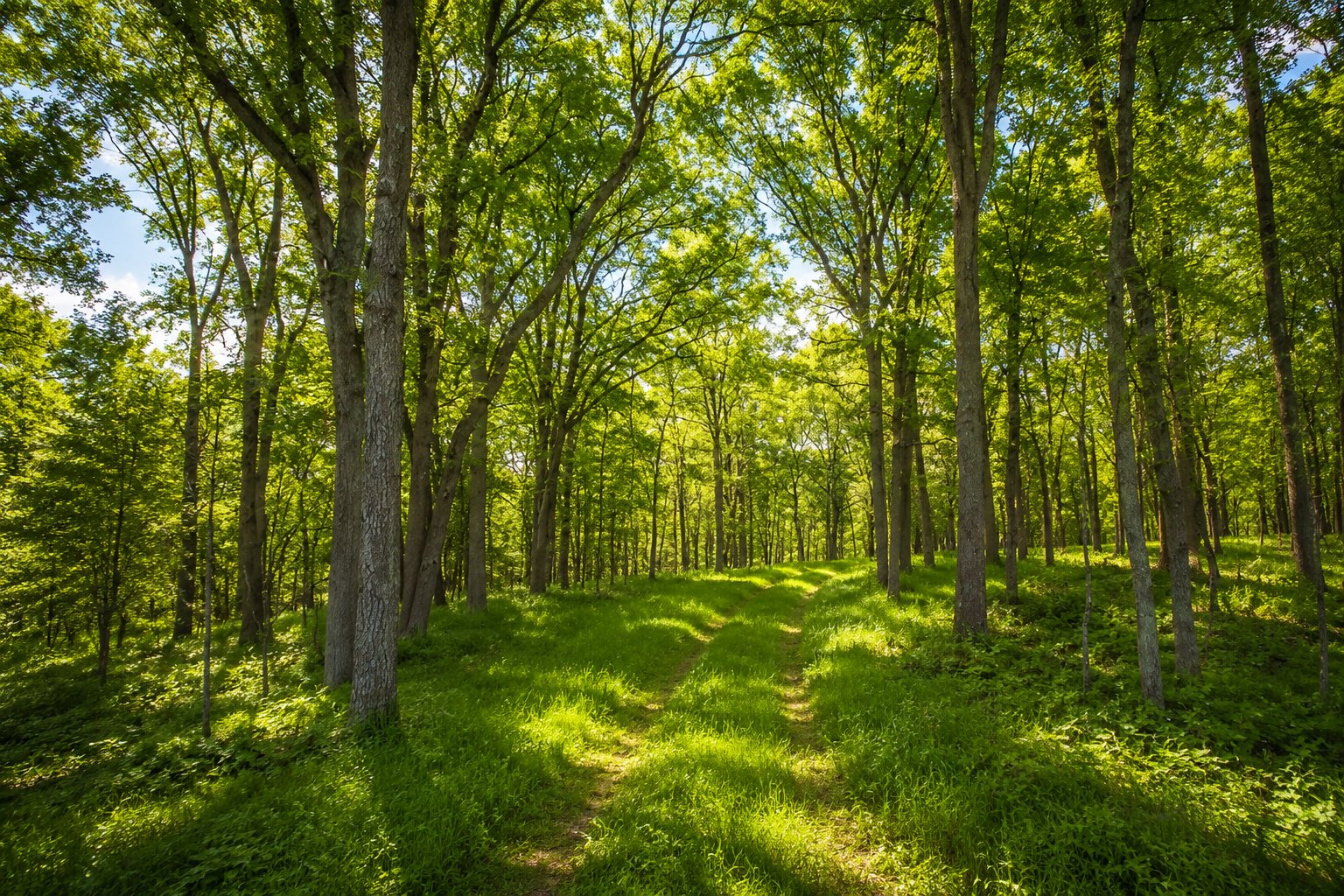 Hardwood forest trail — hiking and biking