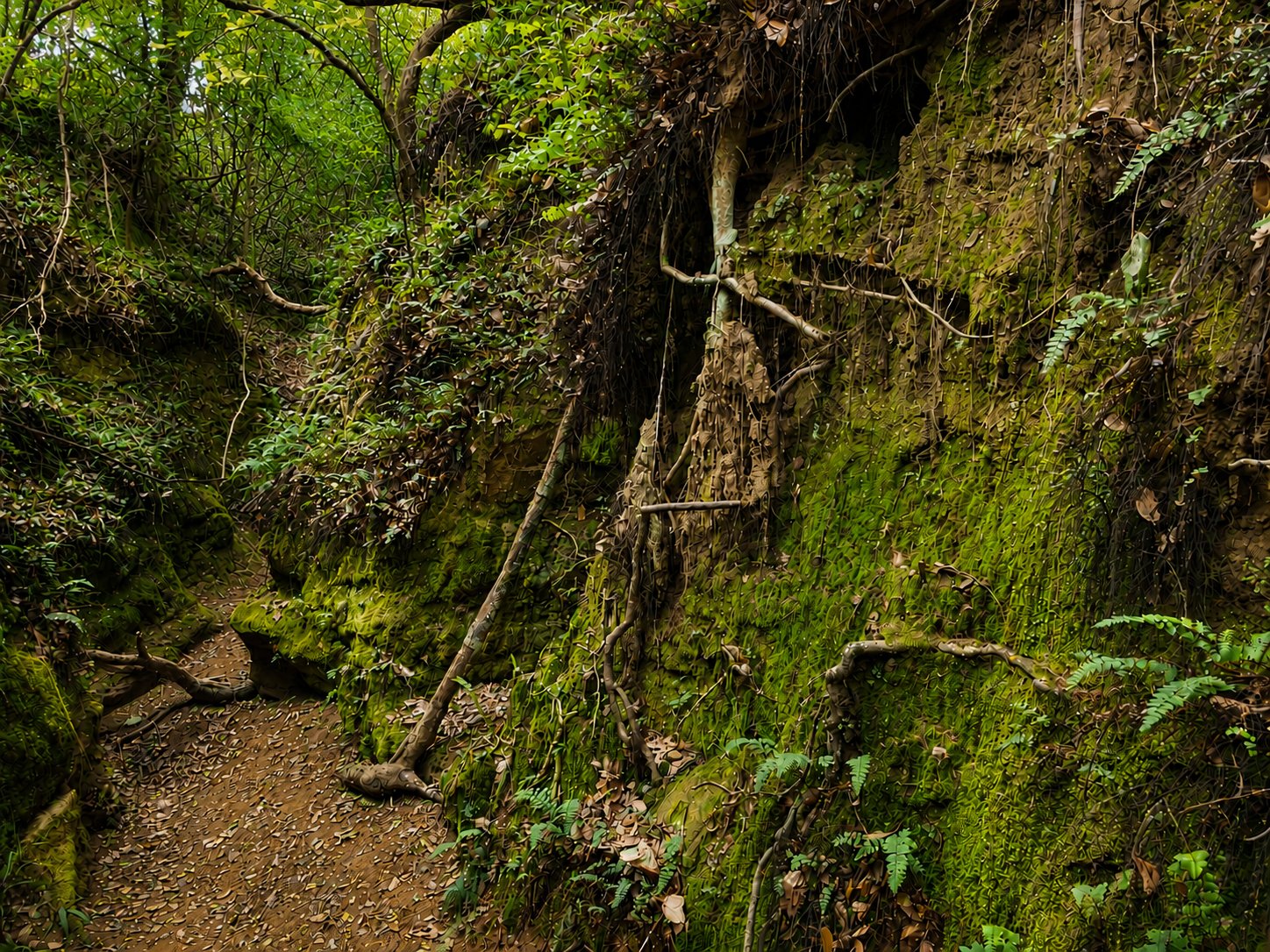 Fossil ravine — rock and fossil hunting terrain