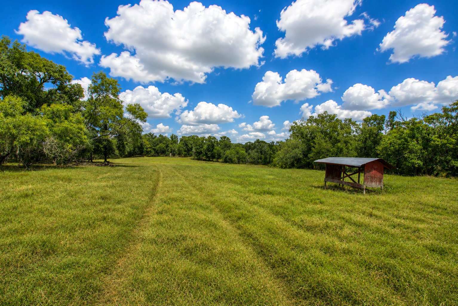 Cattle grazing near ranch facilities