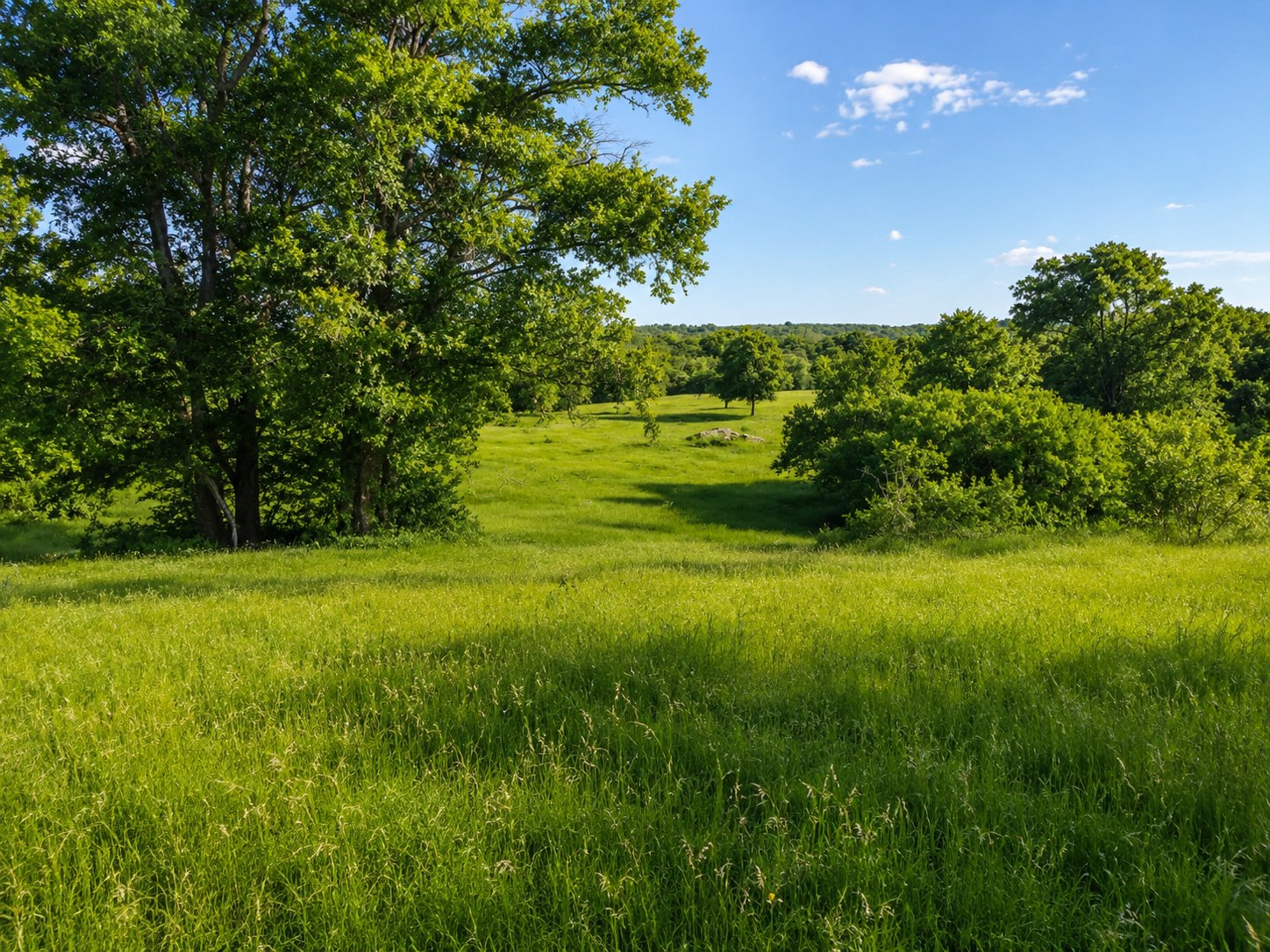 Rolling pasture with oak trees
