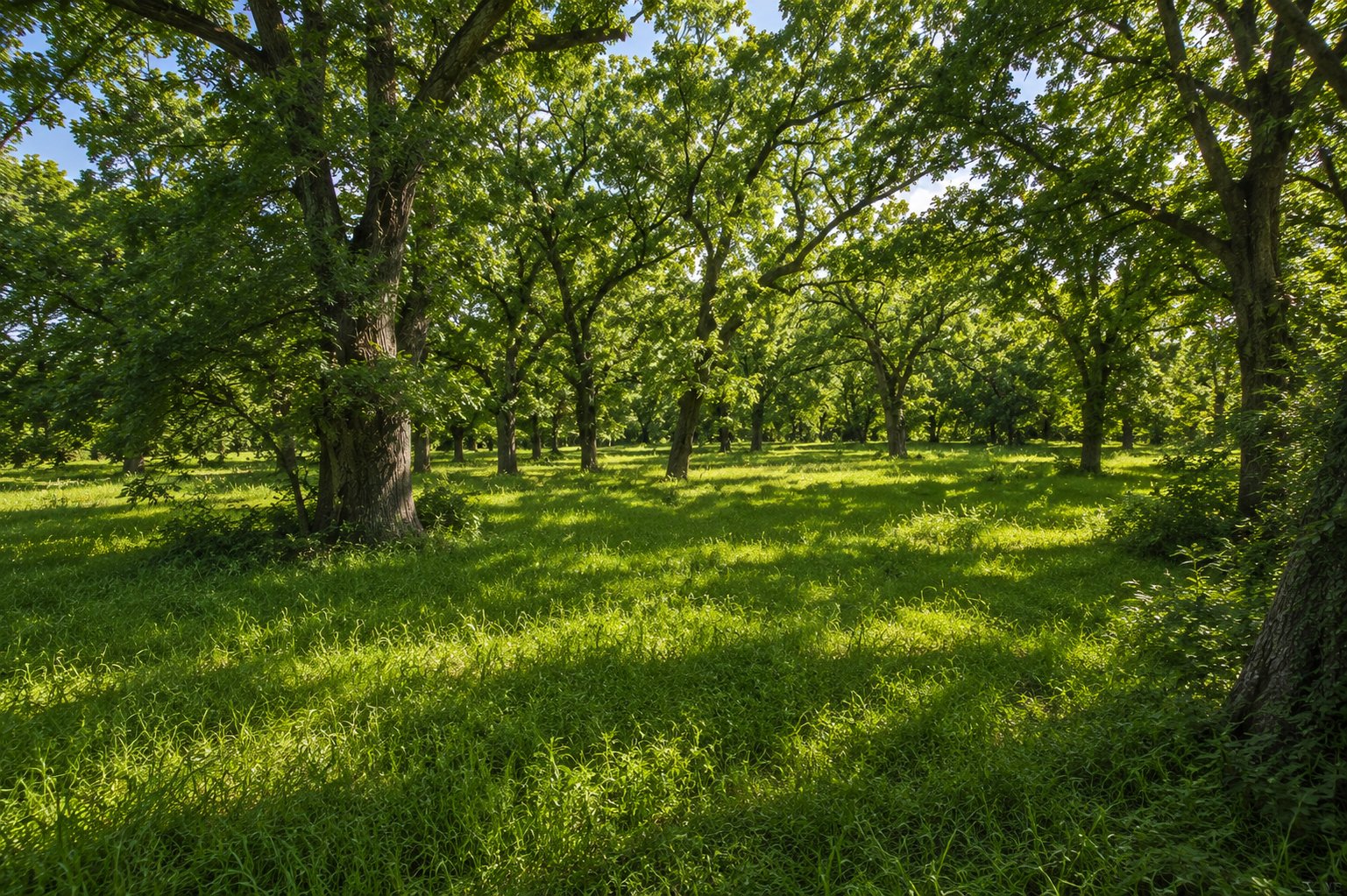 Native pecan grove in the river bottoms